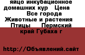 яйцо инкубационное домашних кур › Цена ­ 25 - Все города Животные и растения » Птицы   . Пермский край,Губаха г.